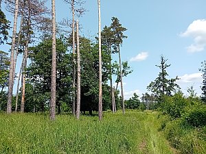 Chrapač