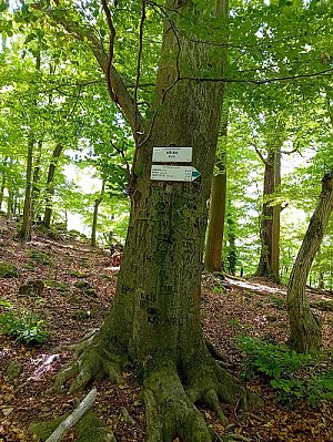 Kamenná