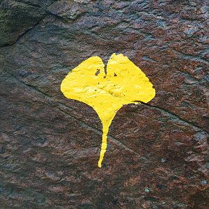 The Secret of the Yellow Leaf