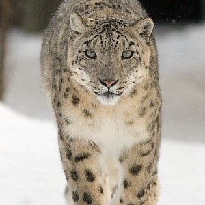 Snow Leopard